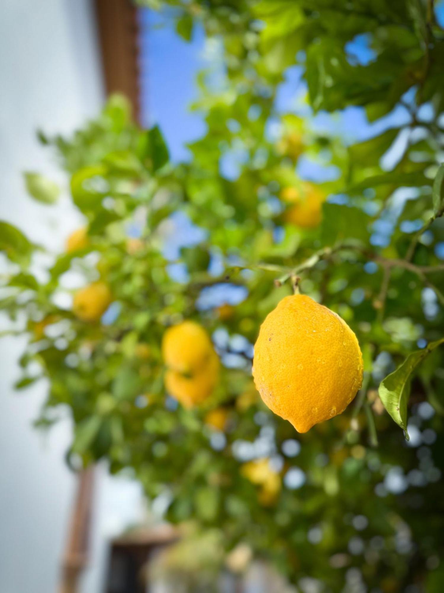Casa Limon, Boutique Bed And Breakfast, Adults Only Alhaurín el Grande Εξωτερικό φωτογραφία